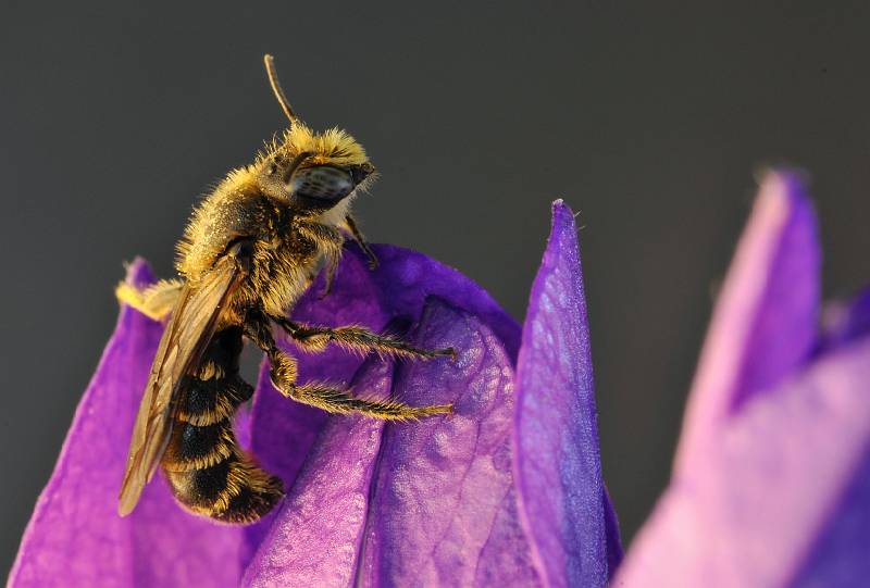 insekt auf Knaeulglockenblume.jpg